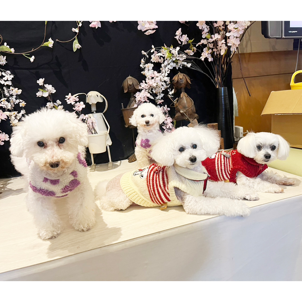 野澤先生の愛犬、とわちゃん＆おはなちゃん☆